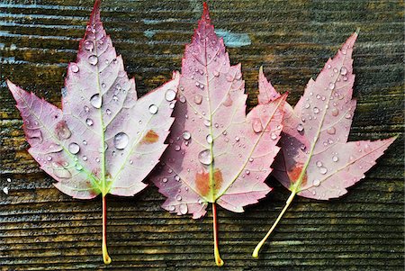 simsearch:600-03814644,k - View of the back of three maple leaves with water droplets on wooden background, Canada Stock Photo - Premium Royalty-Free, Code: 600-07783639