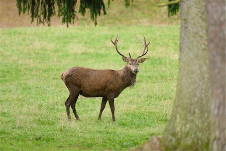 simsearch:600-08082812,k - Male Red Deer (Cervus elaphus) on Meadow in Early Autumn, Bavaria, Germany Foto de stock - Sin royalties Premium, Código: 600-07783962