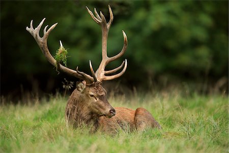 ramure - Red Deer (Cervus elaphus), Germany Photographie de stock - Premium Libres de Droits, Code: 600-07797716