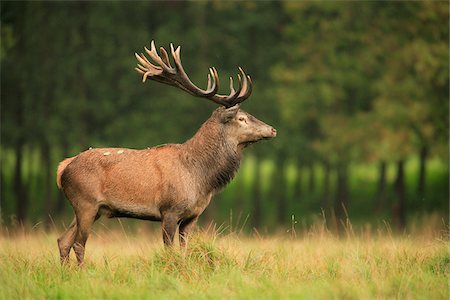 Red Deer (Cervus elaphus), Germany Stock Photo - Premium Royalty-Free, Code: 600-07797713