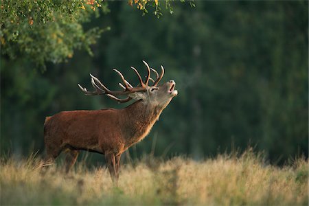 simsearch:600-06782084,k - Red Deer (Cervus elaphus), Germany Stock Photo - Premium Royalty-Free, Code: 600-07797726