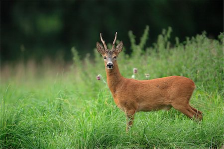 European Roe Deer (Capreolus capreolus), Germany Foto de stock - Sin royalties Premium, Código: 600-07797728