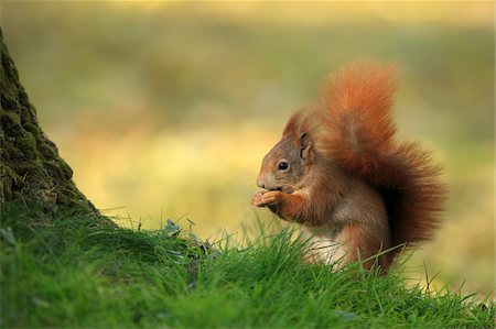 European Red Squirrel (Sciurus vulgaris) with Hazelnut, Germany Photographie de stock - Premium Libres de Droits, Code: 600-07797734