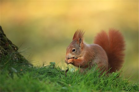 simsearch:700-02670347,k - European Red Squirrel (Sciurus vulgaris) with Hazelnut, Germany Photographie de stock - Premium Libres de Droits, Code: 600-07797735