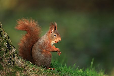 simsearch:600-03290197,k - European Red Squirrel (Sciurus vulgaris) with Hazelnut, Germany Fotografie stock - Premium Royalty-Free, Codice: 600-07797731