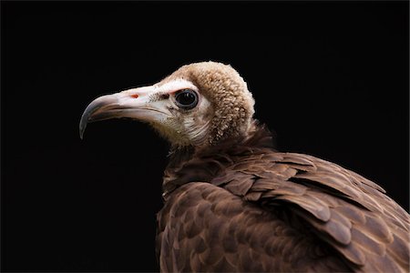 simsearch:700-00343016,k - Portrait of Hooded Vulture (Necrosyrtes monachus), Studio Shot Photographie de stock - Premium Libres de Droits, Code: 600-07791517