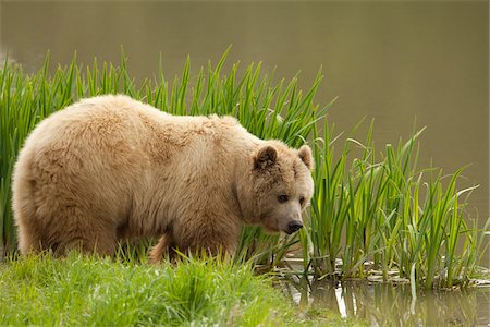 simsearch:600-07791502,k - European Brown Bear (Ursus arctos arctos) in Grass by Water, Germany Photographie de stock - Premium Libres de Droits, Code: 600-07791511