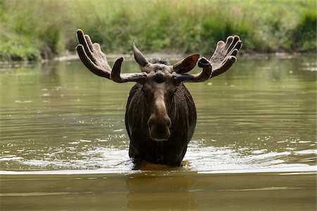ramure - Portrait of Moose (Alces alces) in Water, Germany Photographie de stock - Premium Libres de Droits, Code: 600-07791524