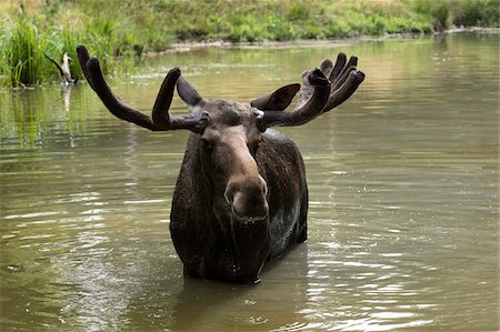 elch - Portrait of Moose (Alces alces) in Water, Germany Stockbilder - Premium RF Lizenzfrei, Bildnummer: 600-07791525