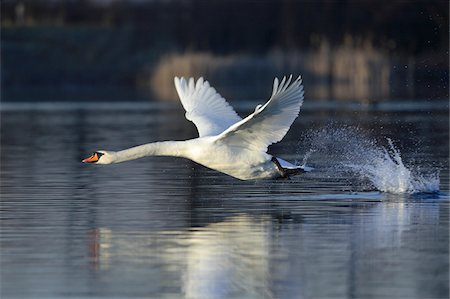 fly - Mute Swan (Cygnus olor) Flying over a Lake, Hesse, Germany Stock Photo - Premium Royalty-Free, Code: 600-07802512