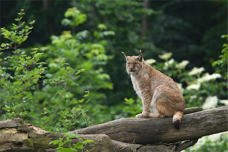 simsearch:6119-08741418,k - European Lynx in the Forest, Germany Stockbilder - Premium RF Lizenzfrei, Bildnummer: 600-07802520