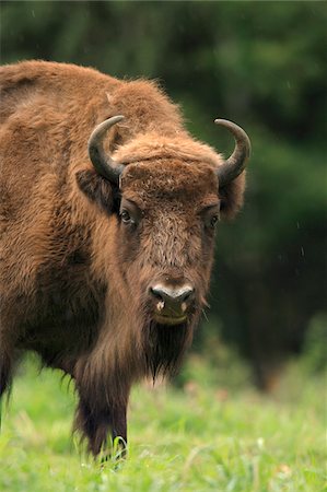 simsearch:600-07802524,k - Close-up Portrait of European Bison (Bison bonasus), Germany Stock Photo - Premium Royalty-Free, Code: 600-07802535