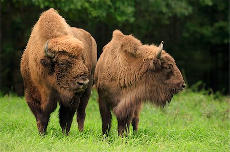 simsearch:600-07802760,k - Portrait of Male and Female European Bison (Bison bonasus), Germany Stock Photo - Premium Royalty-Free, Code: 600-07802537