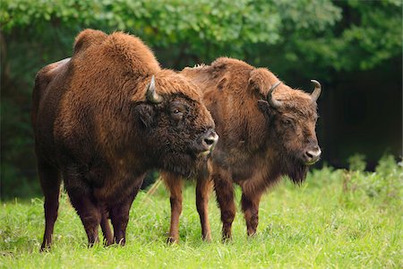 simsearch:600-07802760,k - Portrait of Male and Female European Bison (Bison bonasus), Germany Stock Photo - Premium Royalty-Free, Code: 600-07802538