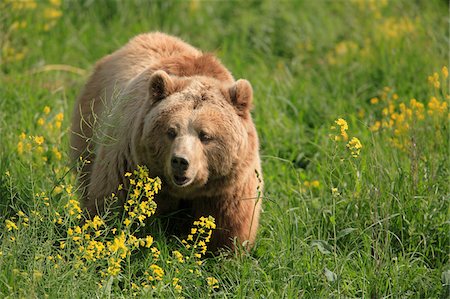 simsearch:600-07802524,k - Portrait of European Brown Bear (Ursus arctos arctos), Germany Stock Photo - Premium Royalty-Free, Code: 600-07802545