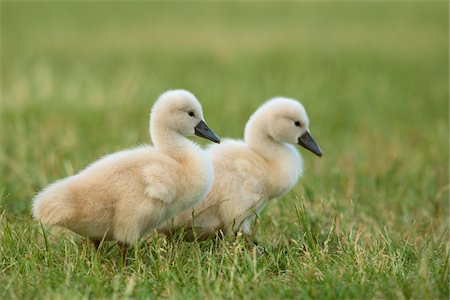 Two Mute Swan Cygnets (Cygnus olor), Germany Fotografie stock - Premium Royalty-Free, Codice: 600-07802546