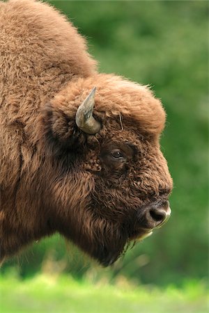 Close-up Portrait of a European Bison (Bison bonasus), Germany Foto de stock - Sin royalties Premium, Código: 600-07802540