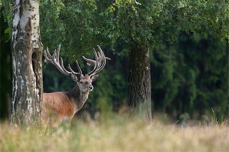 Portrait of Red Deer (Cervus elaphus), Germany Foto de stock - Sin royalties Premium, Código: 600-07802554
