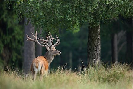 Portrait of Red Deer (Cervus elaphus), Germany Foto de stock - Sin royalties Premium, Código: 600-07802555