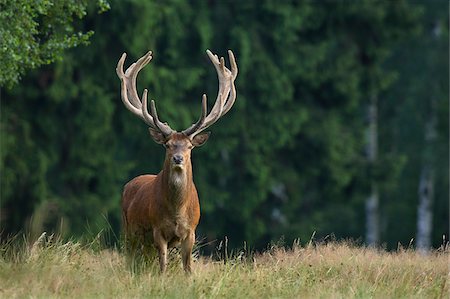 simsearch:600-07802760,k - Portrait of Red Deer (Cervus elaphus), Germany Stock Photo - Premium Royalty-Free, Code: 600-07802553