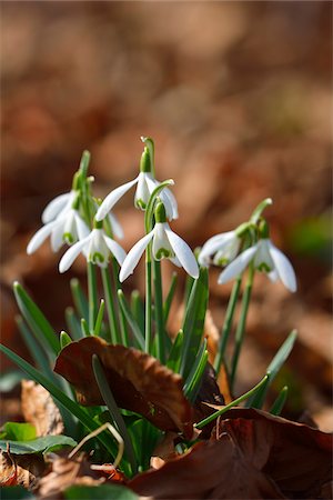 simsearch:600-08006994,k - Close-up of snowdrops in spring, Husum, Schlosspark, Schleswig-Holstein, Germany Stock Photo - Premium Royalty-Free, Code: 600-07802686