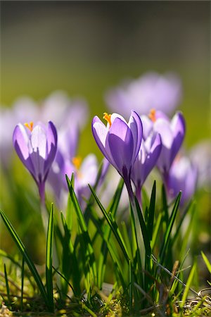 purple flower - Close-up of crocus in spring, Husum, Schlosspark, Schleswig-Holstein, Germany Foto de stock - Sin royalties Premium, Código: 600-07802681