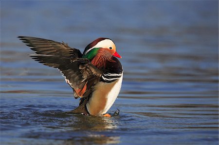 Mandarin Duck (Aix galericulata) Bathing, Germany Photographie de stock - Premium Libres de Droits, Code: 600-07802717