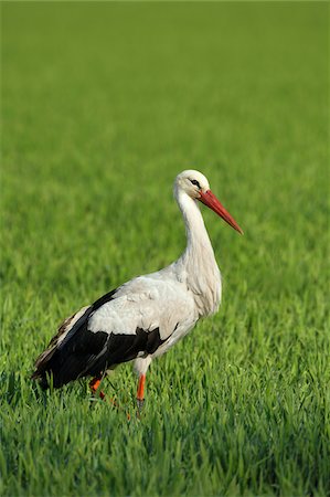 White Stork (Ciconia ciconia) Standing in Grass, Germany Foto de stock - Sin royalties Premium, Código: 600-07802727