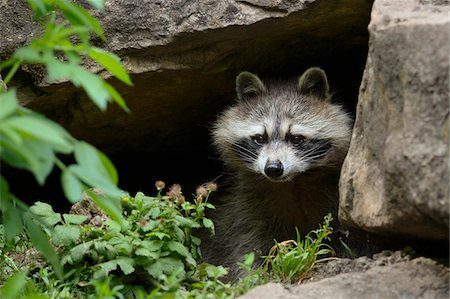 Raccoon (Procyon lotor) coming out of Den, Germany Foto de stock - Sin royalties Premium, Código: 600-07802729