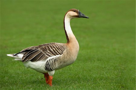 Swan Goose (Anser cygnoides) Standing in Grass, Germany Stock Photo - Premium Royalty-Free, Code: 600-07802734