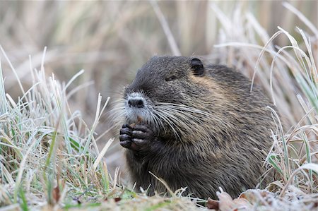 rodent - Coypu (Myocastor coypus) in Grass, Germany Foto de stock - Sin royalties Premium, Código: 600-07802736