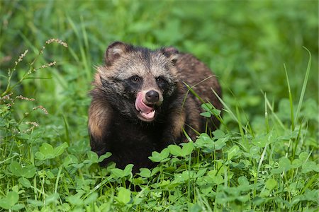 simsearch:600-07802753,k - Raccoon Dog (Nyctereutes procyonoides), Hesse, Germany Stock Photo - Premium Royalty-Free, Code: 600-07802740