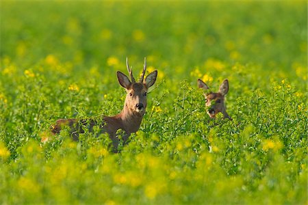 simsearch:600-07802753,k - European Roe Deers (Capreolus capreolus) in Canola Field, Germany Stock Photo - Premium Royalty-Free, Code: 600-07802755