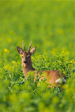 deer farm - European Roe Deer (Capreolus capreolus) in Canola Field, Germany Stock Photo - Premium Royalty-Free, Code: 600-07802757