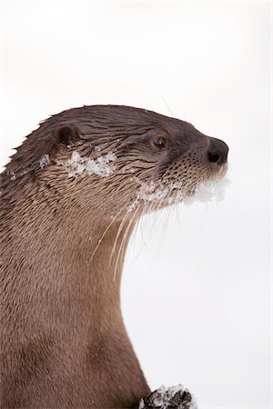 river otter (animal) - European River Otter (Lutra lutra) in Winter, Germany Stock Photo - Premium Royalty-Free, Code: 600-07802752