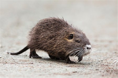 Coypu (Myocastor coypus), Germany Photographie de stock - Premium Libres de Droits, Code: 600-07802753