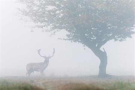 fall season deer - Male Fallow Deer (Cervus dama) on Misty Morning, Hesse, Germany Stock Photo - Premium Royalty-Free, Code: 600-07802842