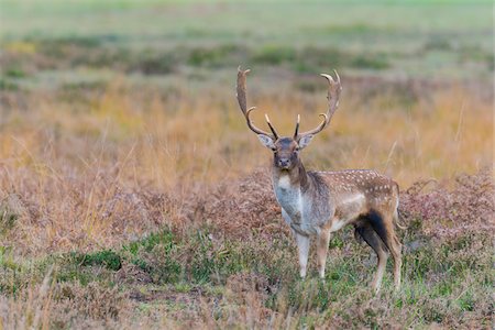 Portrait of Male Fallow Deer (Cervus dama) in Autumn, Hesse, Germany Fotografie stock - Premium Royalty-Free, Codice: 600-07802855