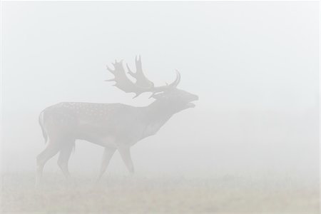 dama dama - Bellowing Male Fallow Deer (Cervus dama) in Morning Mist during Rutting Season, Hesse, Germany Photographie de stock - Premium Libres de Droits, Code: 600-07802857