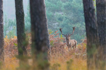Male Fallow Deer (Cervus dama) in Forest in Autumn, Hesse, Germany Photographie de stock - Premium Libres de Droits, Code: 600-07802865