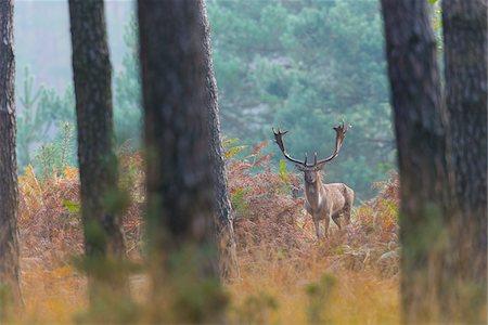 simsearch:600-07199483,k - Male Fallow Deer (Cervus dama) in Forest in Autumn, Hesse, Germany Stockbilder - Premium RF Lizenzfrei, Bildnummer: 600-07802865