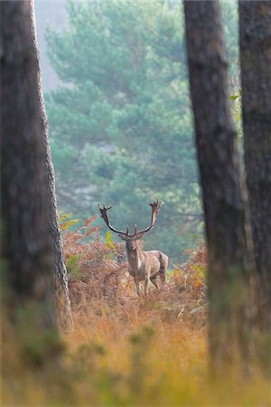 simsearch:600-07199483,k - Male Fallow Deer (Cervus dama) in Forest in Autumn, Hesse, Germany Stockbilder - Premium RF Lizenzfrei, Bildnummer: 600-07802866