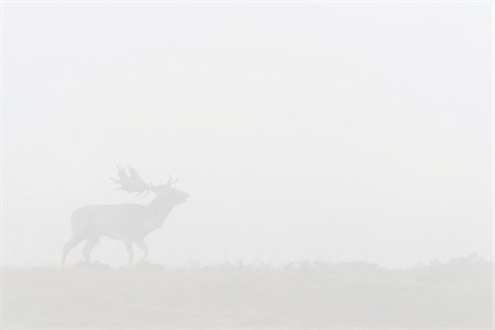 rutting stags - Bellowing Male Fallow Deer (Cervus dama) in Morning Mist during Rutting Season, Hesse, Germany Stock Photo - Premium Royalty-Free, Code: 600-07802860