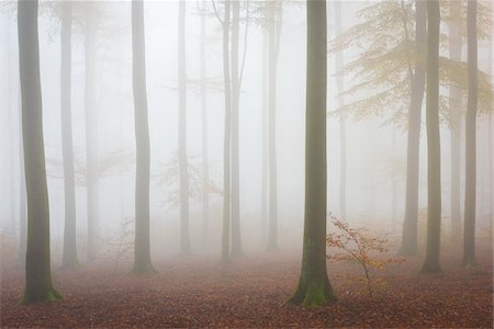 foggy landscape - European Beech (Fagus sylvatica) Forest in Mist, Spessart, Bavaria, Germany Stock Photo - Premium Royalty-Free, Code: 600-07802874