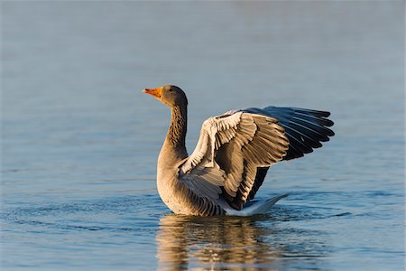 Greylag Goose (Anser anser) on Lake, Hesse, Germany Photographie de stock - Premium Libres de Droits, Code: 600-07802879