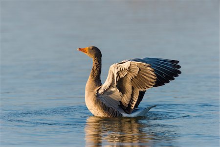 Greylag Goose (Anser anser) on Lake, Hesse, Germany Foto de stock - Sin royalties Premium, Código: 600-07802879