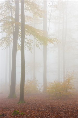 simsearch:600-08232382,k - European Beech (Fagus sylvatica) Forest in Mist, Spessart, Bavaria, Germany Foto de stock - Sin royalties Premium, Código: 600-07802871