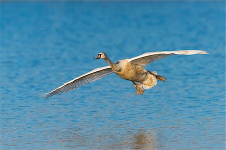 simsearch:862-07496326,k - Flying Mute Swan (Cygnus olor) over Lake, Hesse, Germany Foto de stock - Sin royalties Premium, Código: 600-07802880