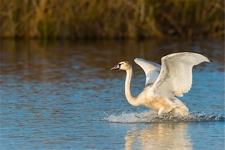 simsearch:600-07991711,k - Mute Swan (Cygnus olor) Taking Off from Lake, Hesse, Germany Photographie de stock - Premium Libres de Droits, Code: 600-07802881