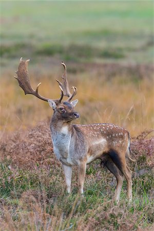 Male Fallow Deer (Cervus dama) in Autumn, Hesse, Germany Foto de stock - Sin royalties Premium, Código: 600-07802882